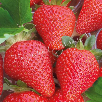 Клубника Скала (горшок 0.4 л)