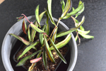 Хойя Вайети Триколор / Hoya Wayetii Tricolor