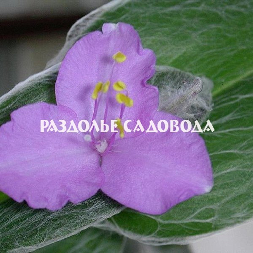 Традесканция силламонтана (опушённая)