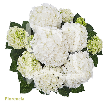 Гортензия крупнолистная (Macrophylla) Florencia 9 шт.