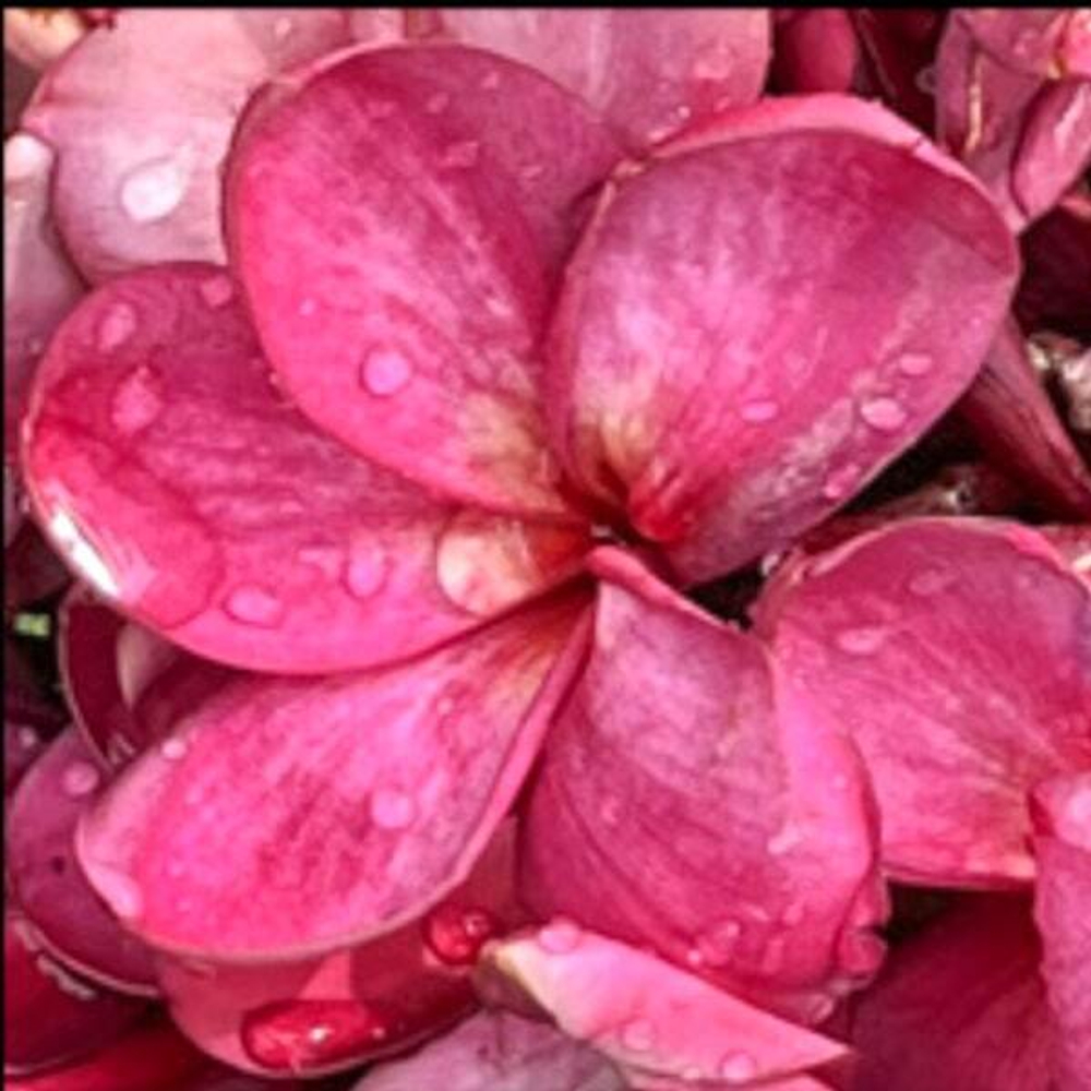 Плюмерия PPP