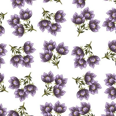 Ургульки (сон-трава) на белом фоне