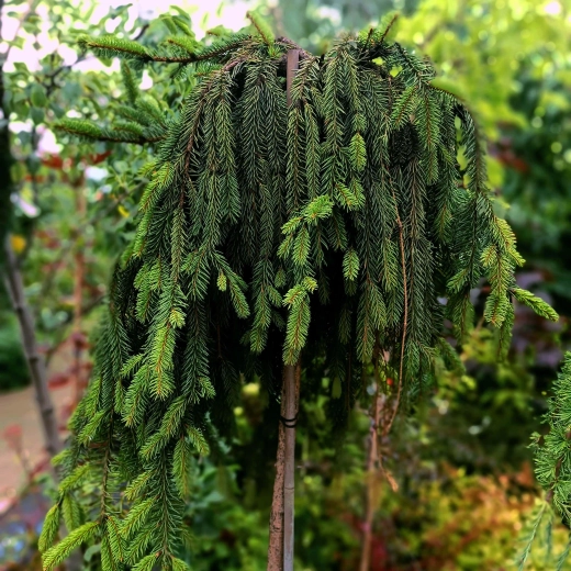 Ель обыкновенная Инверса 3года С3 штамб 100 см Закупка М62 апрель-май 2026