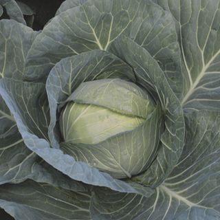 Капуста белокочанная  Чирс F1 2500 (семян)