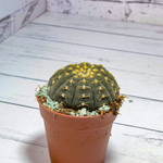Gymnocalycium Ragonesii (Гимнокалициум)