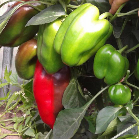 Клаудио F1 семена перца сладкого (Nunhems / ALEXAGRO) культура – фото 7