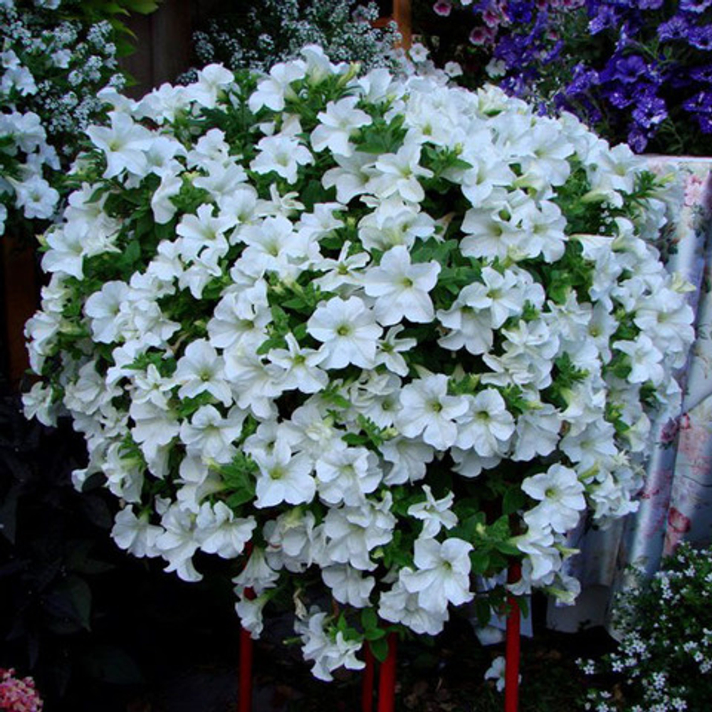 Петуния FANFARE WHITE