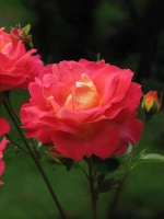 Роза шраб Мейян Декор Арлекин