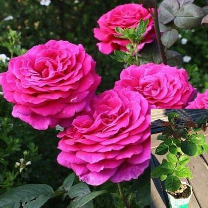 Роза Биг Перпл чайно-гибридная, саженец с ЗКС.