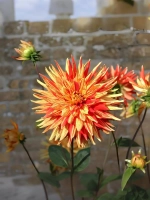 Георгин кактусовидный Сен-Санс