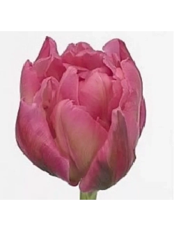 Тюльпаны пионовидные ,луковицы сорт OERAL (4 штуки)