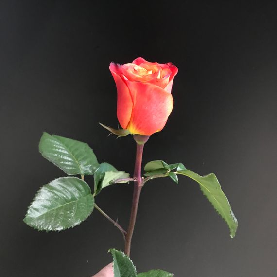 Роза Atomic Tessa