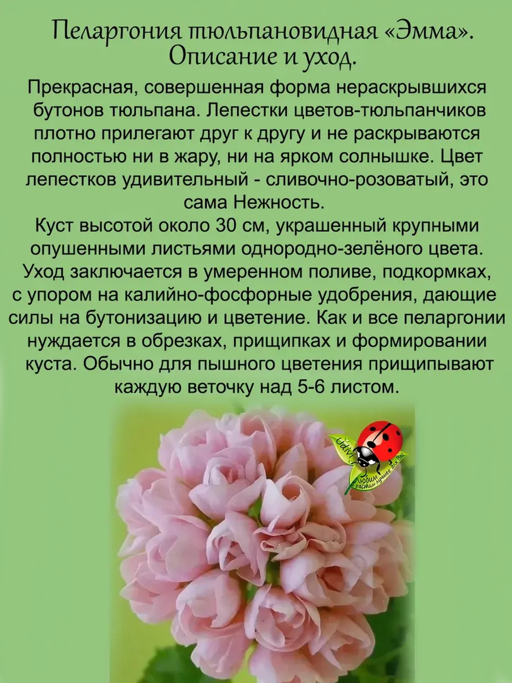 Пеларгония Эмма тюльпановидная