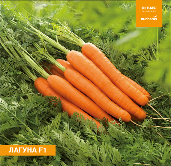 ЛАГУНА F1 семена моркови Nunhems купить