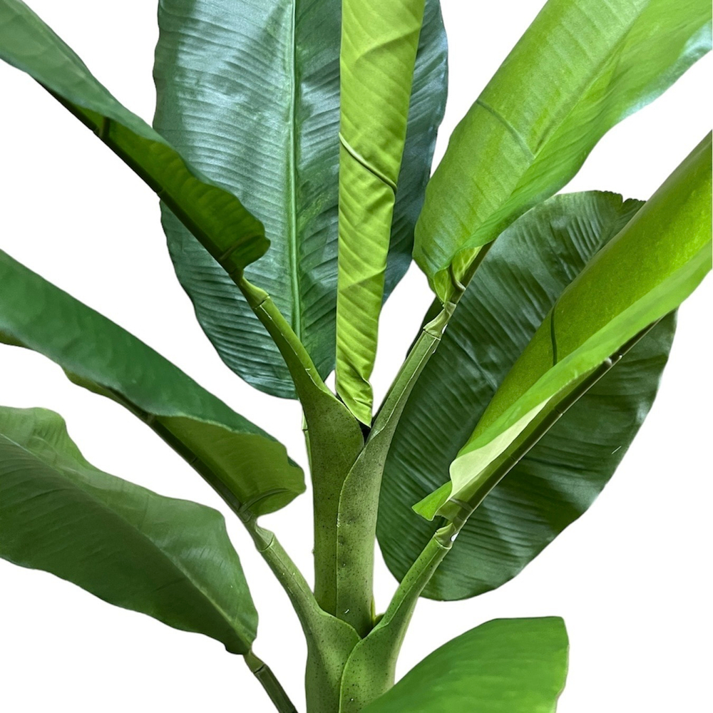 Банановая пальма 186 см.