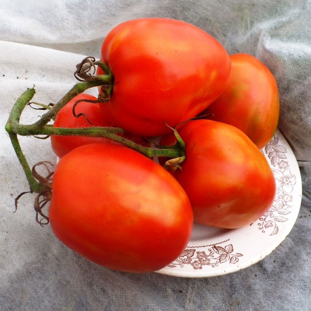 Помидоры Бочковой Засол