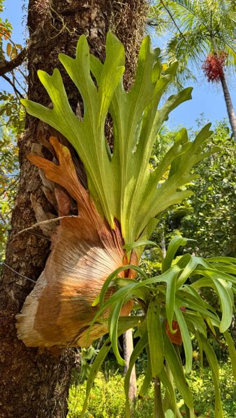 Платицериум Платицериум