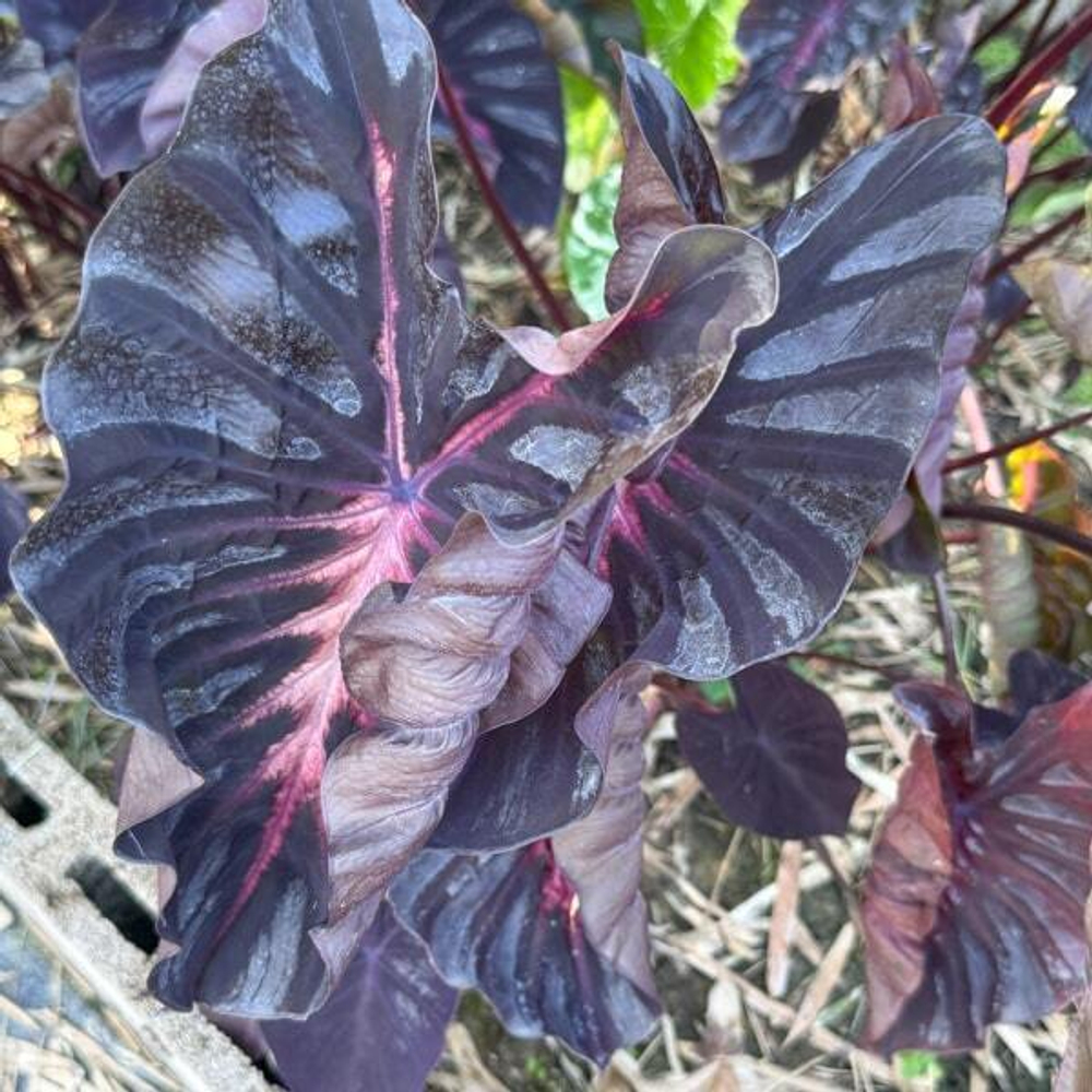 Колоказия PSYLOCKE