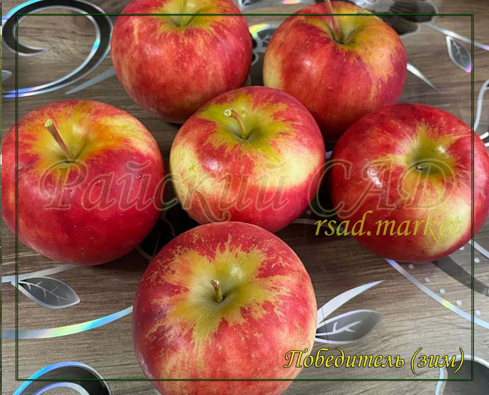 Яблоня Победитель