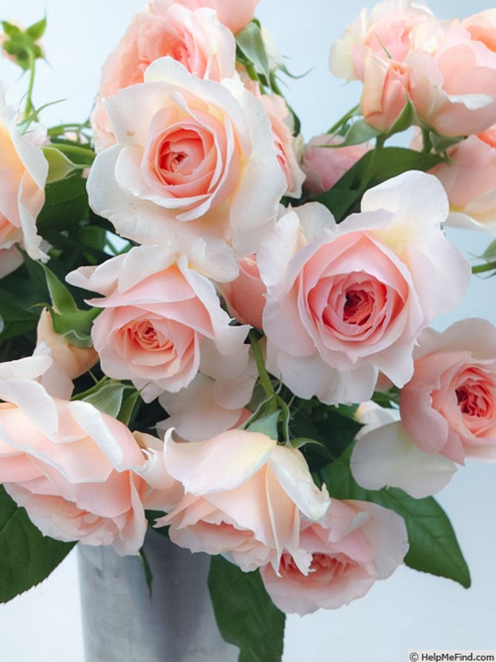 Кицуна (Kizuna)