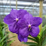 Ванда V PEGGY SUE #93