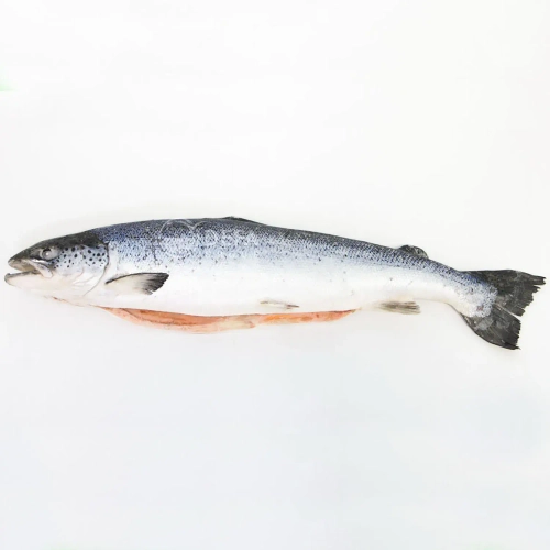 лосось атл. ПСГ 6-7 superior Дания