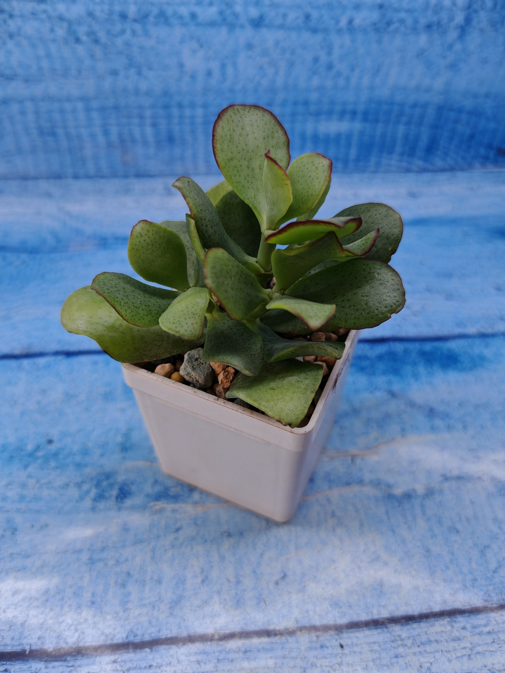 Crassula Arborescens Curly (Крассула)