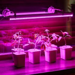 UFP-M01R-150 WHITE POLYBAG SET2 Подставка для светильника ULI-P. на присоске. длина трубки 150мм. Набор из 2шт. Белая. TM ФитоЛето