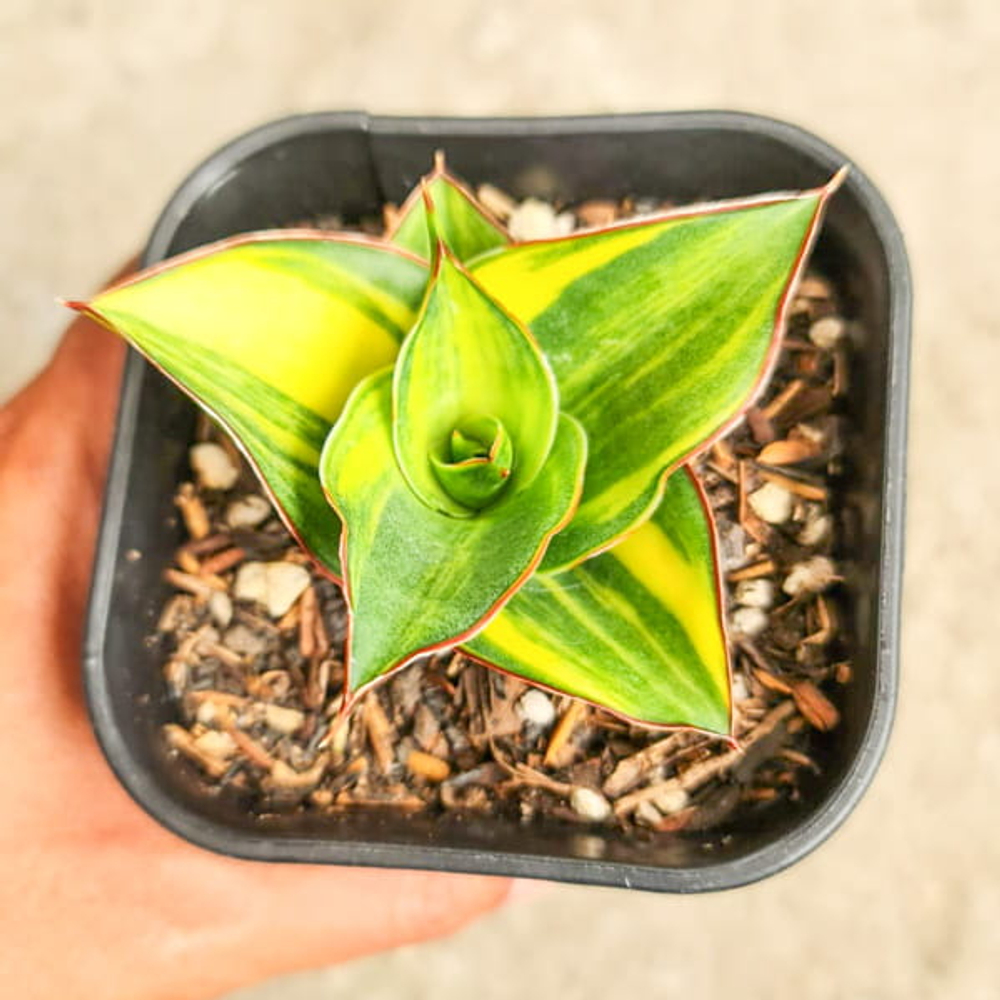 Сансевиерия GHEA VAR BIG