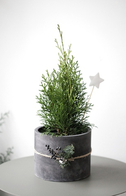 Новогодний набор с Туей в бетонном кашпо № 11