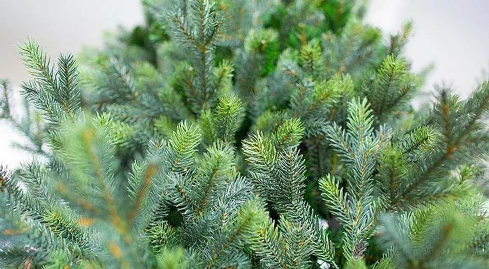 Интерьерная искусственная елка Сказочная Премиум 3 м., ствольная, Литая хвоя+ПВХ, Green Trees (GT3SK)