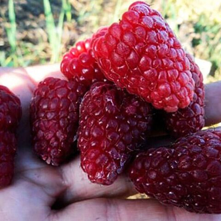 Малина ремонтантная Нижегородец