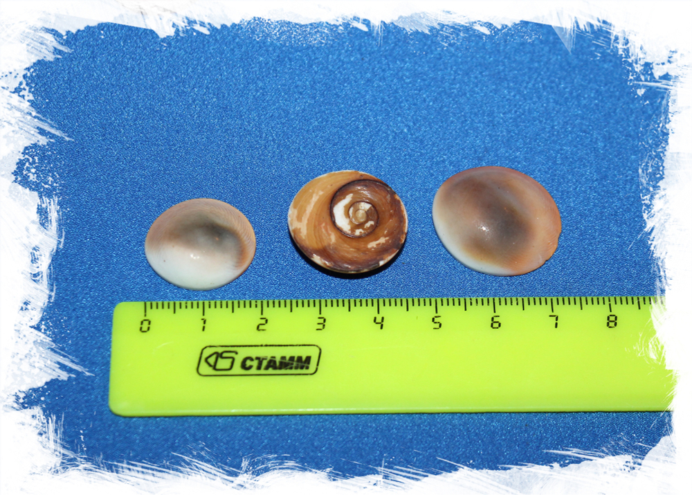 Крышечки от морских ракушек Турбо, Turbo Operculum для рукоделия