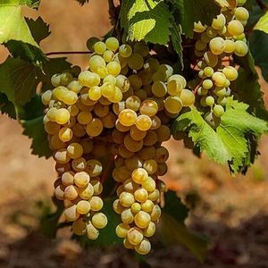 Хихви (Khikhvi) - белый сорт винограда