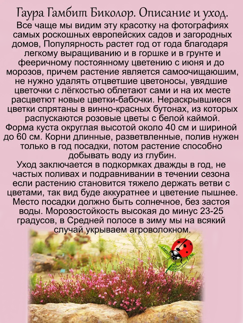Гаура Гамбит Роза биколор двухцветная