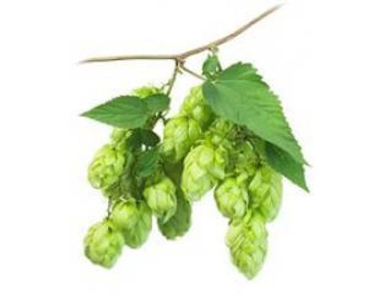Новинки хмеля