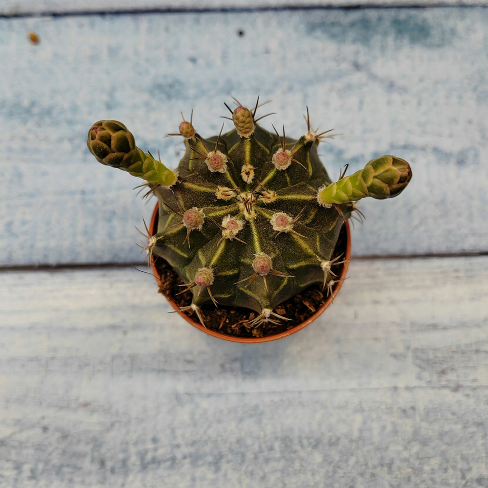 Gymnocalycium Friedrichii (Гимнокалициум)