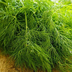 Грин сливз семена укропа (Enza Zaden / Энза Заден)