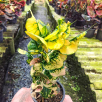 Кротон PHRA NAKHON