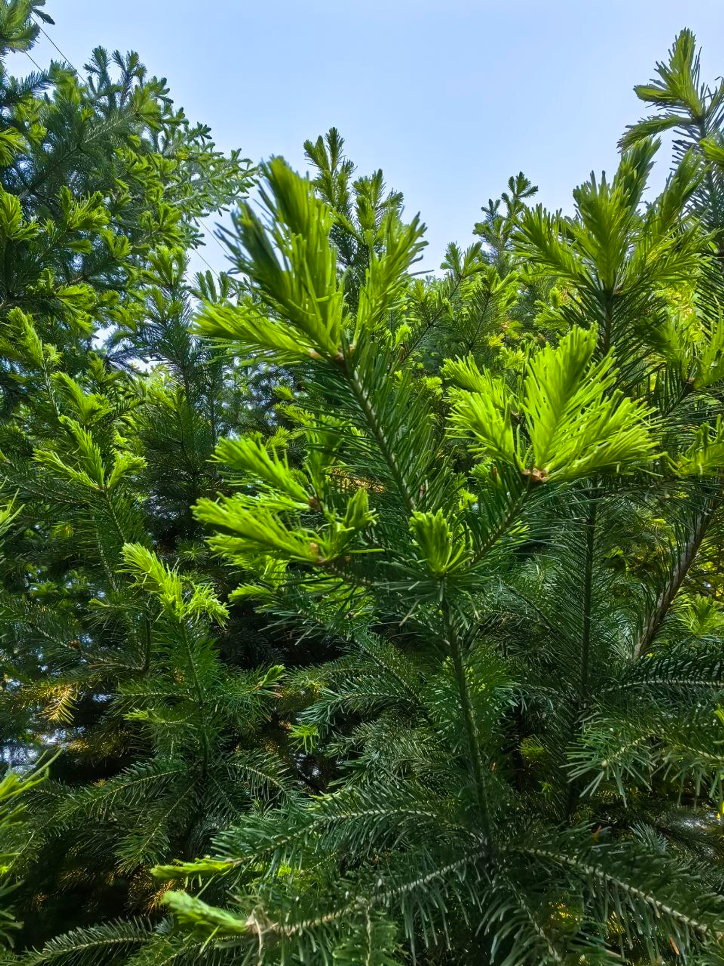 Горный мед Алтая с пихтовой лапкой: двойная сила природы для вашего здоровья