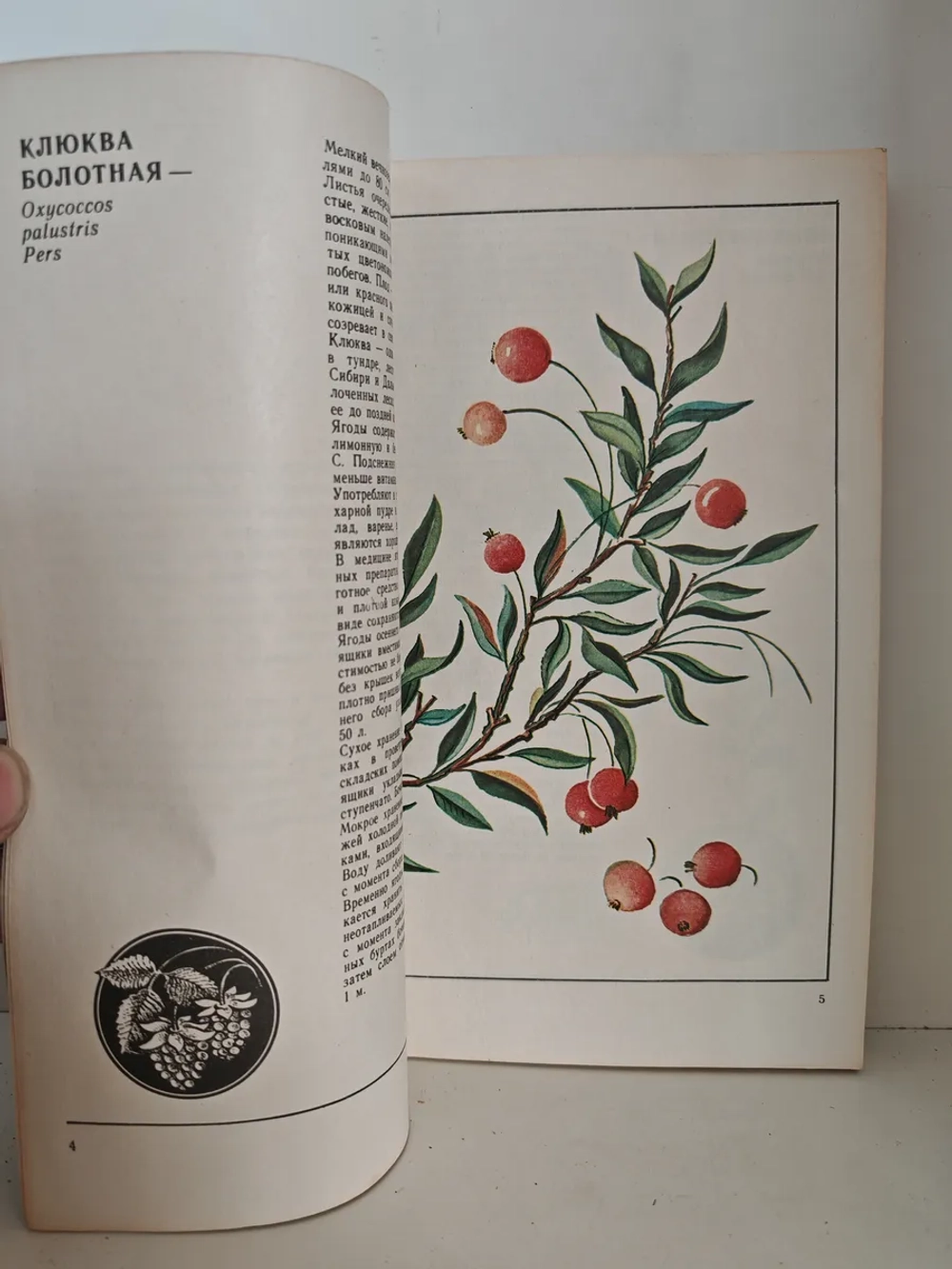 Дикорастущие плоды, ягоды, грибы. Каталог