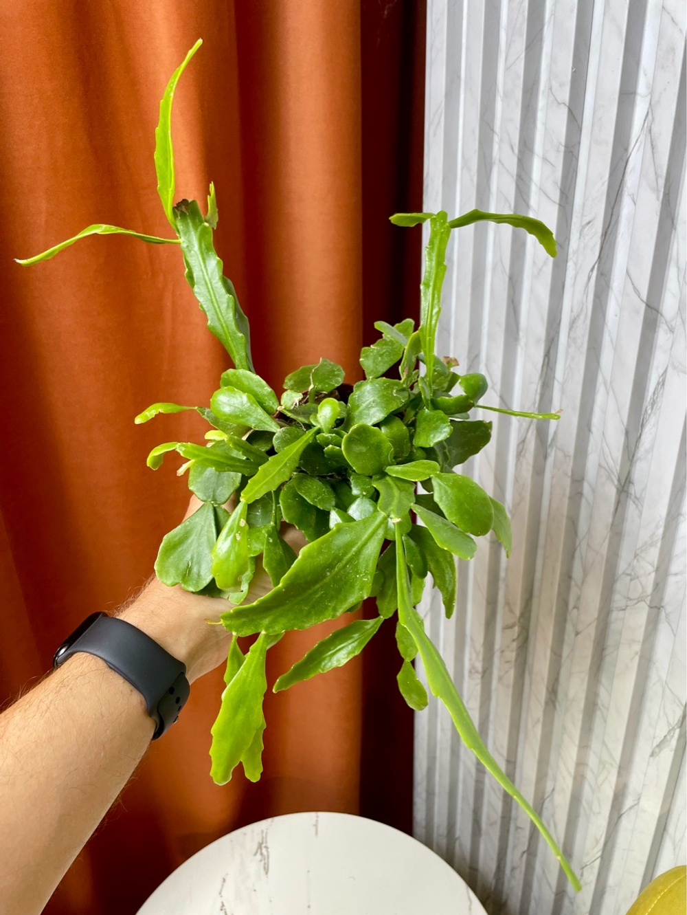 Рипсалис Криспата, D9см Н20см, 1шт, Urban Jungle