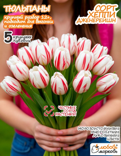 Тюльпан Луковица цветов, Хэппи Дженерейшн, 5 шт