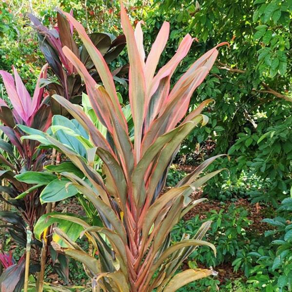 Кордилина SCORPIO