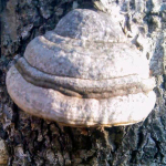 Агарик (лиственничная губка – гриб)