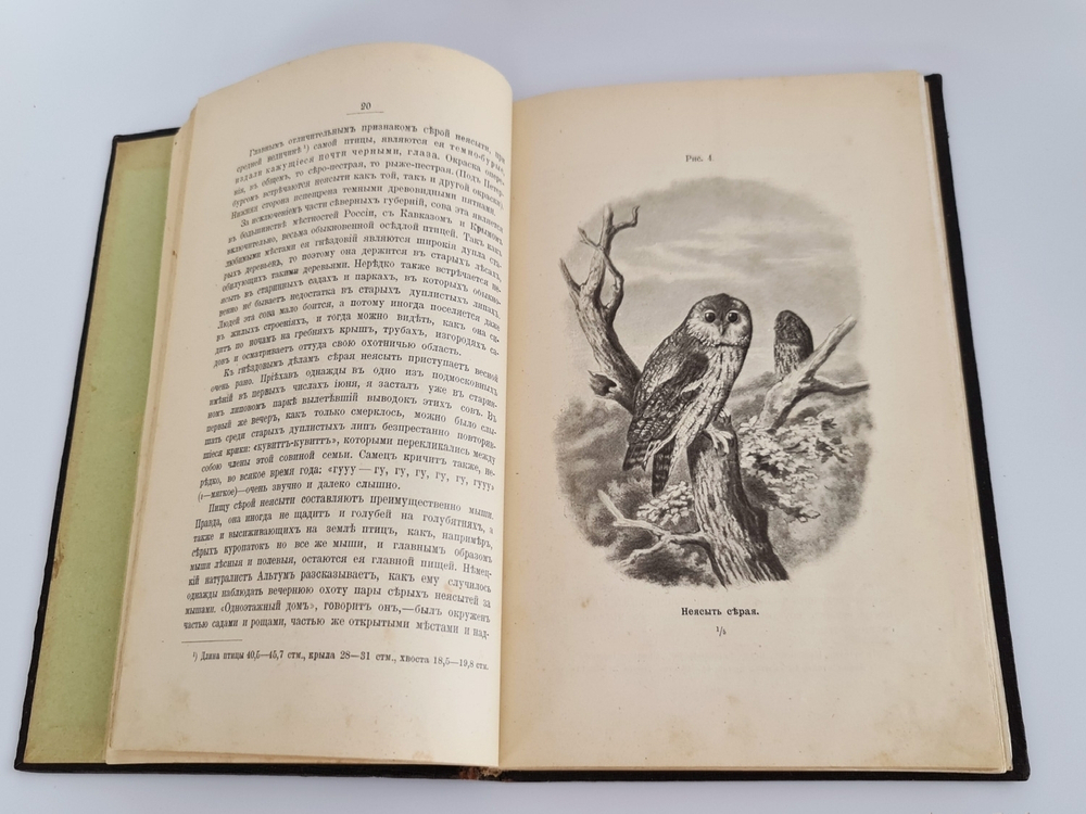 "Пернатые хищники. Популярные очерки из мира русских хищных птиц". Д.Н.Кайгородов. 1906г.