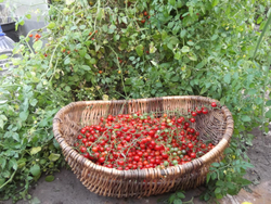 Дикие сладкие помидоры Свит Пиа