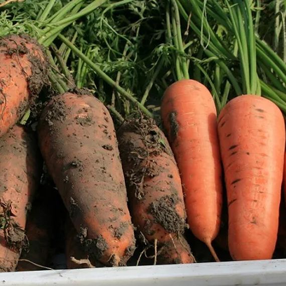 КЮРАСАО F1 семена моркови Bejo купить