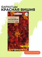 Бархатцы Красная вишня