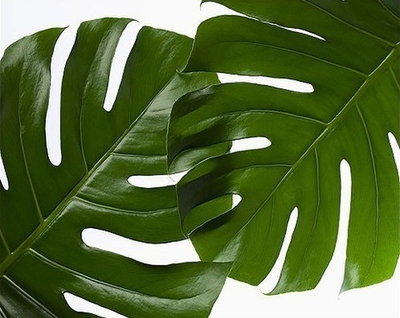 Картина 35*50 см «Листья Монстеры»